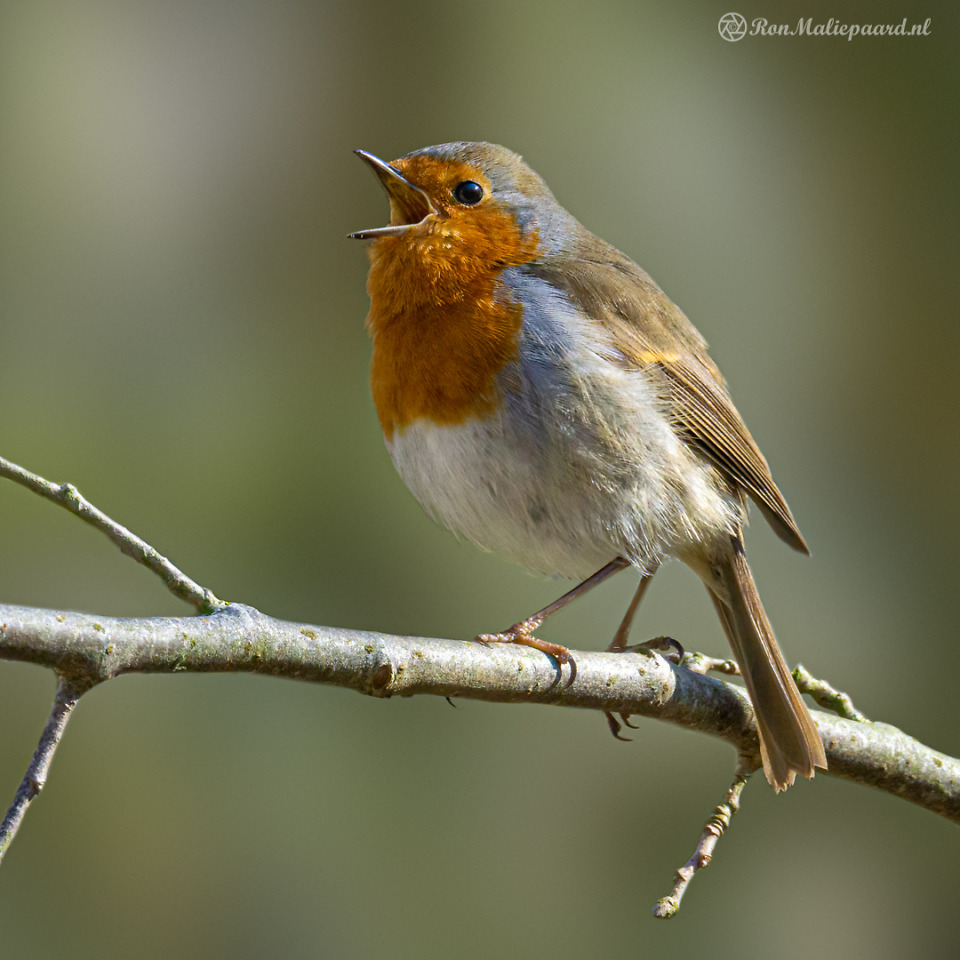 Hekel Aan Rood Natuurblog Van Ron Maliepaard