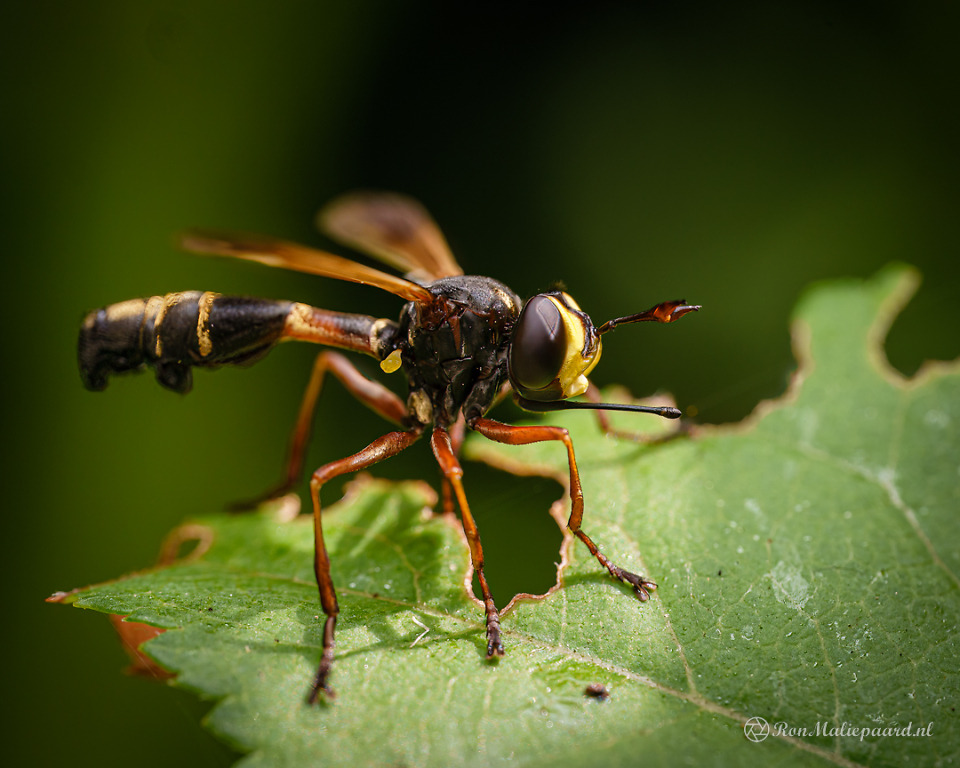 Blikopener Natuurblog Van Ron Maliepaard