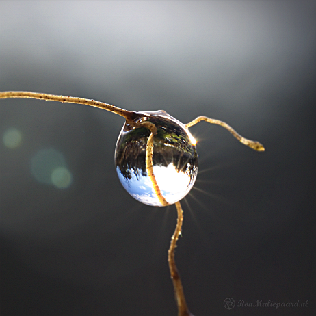 DSC07199-cleaned- insta - Waterdruppel - Watermark Waterdruppel