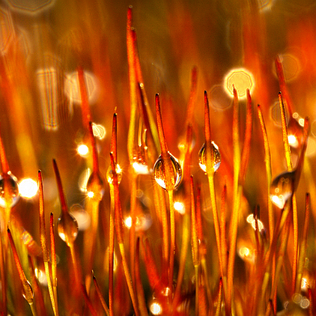 DSC07317- insta - Echt Zandhaarmos (Polytrichum juniperinum) - Watermark Echt Zandhaarmos (Polytrichum juniperinum)