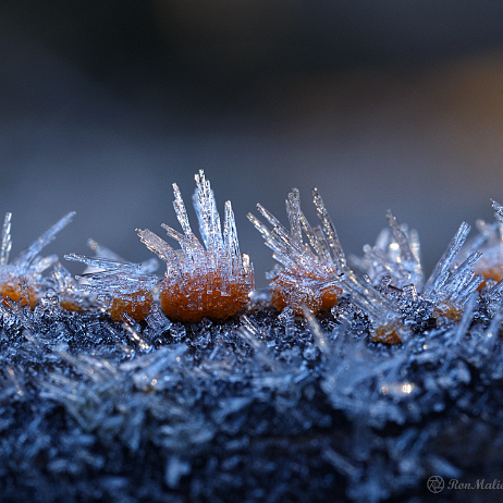 DSC07103- insta - Oranje druppelzwam (Dacrymyces stillatus) - Watermark Oranje druppelzwam (Dacrymyces stillatus)