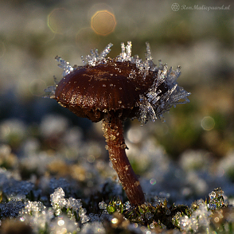 DSC07148-DSC07153 2021-01-23 11-42-33 (B,Radius8,Smoothing4)-2- insta - Zandkaalkopje (Psilocybe montana) - Watermark Zandkaalkopje (Psilocybe montana)