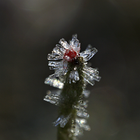 DSC07653-2- insta - Rode heidelucifer (Cladonia floerkeana) Rijp - Watermark Rode heidelucifer (Cladonia floerkeana)