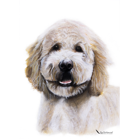 20220212 - 04 - Tommy - Labradoodle-Edit-Screen Instagram Tommy - Labradoodle