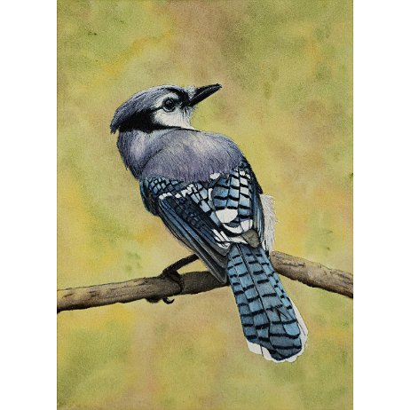 Blauwe gaai (Cyanocitta cristata) Blue Jay 20221223 Blauwe gaai (Cyanocitta cristata) Blue Jay - DSC01638 - Copy-Edit-2 Instagram Art Blauwe gaai (Cyanocitta cristata) Blue Jay