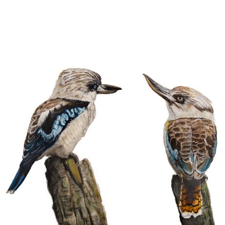 Blauwvleugelkookaburra of blauwvleugelijsvogel (Dacelo leachii) - Lachende Hans DSC06698-Edit-Edit Instagram Art Blauwvleugelkookaburra of blauwvleugelijsvogel (Dacelo leachii) - Lachende Hans