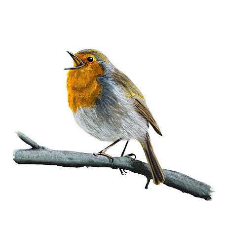 Roodborst (Erithacus rubecula) DSC06725-Edit-Edit-2 Instagram Art Roodborst (Erithacus rubecula)