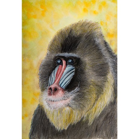 DSC01636-Edit-5 Instagram Art Mandril (Mandrillus sphinx)