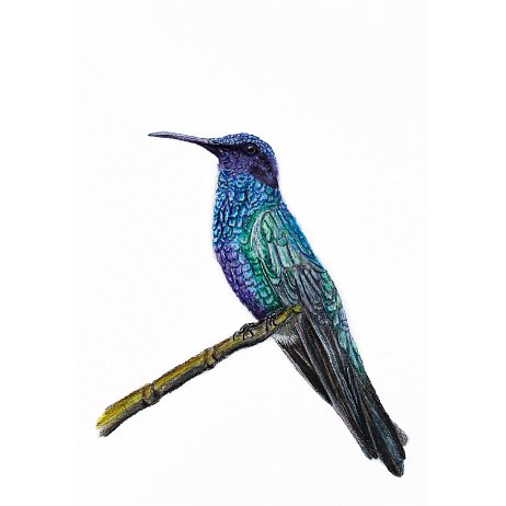 Goulds violetoorkolibrie (Colibri coruscans) Sparkling violetear, gewone violetoorkolibrie DSC03948-Edit-2-Edit Instagram Art Goulds violetoorkolibrie (Colibri coruscans) Sparkling violetear, gewone violetoorkolibrie