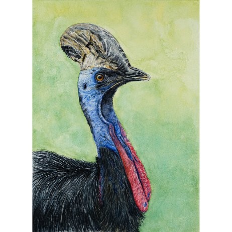 Helmkasuaris (Casuarius casuarius) - Southern cassowary DSC01644 - Copy-Edit-2 Instagram Art Helmkasuaris (Casuarius casuarius) - Southern cassowary