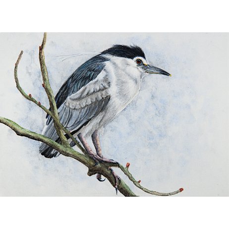 Kwak (Nycticorax nycticorax) DSC00806-Edit-2 Instagram Art Kwak (Nycticorax nycticorax)