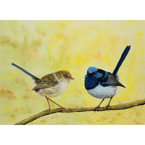 Ornaatelfje (Malurus cyaneus) - Superb Fairywren ♂+♀ DSC01641 - Copy-Edit-2 Instagram Art Ornaatelfje (Malurus cyaneus) - Superb Fairywren ♂+♀