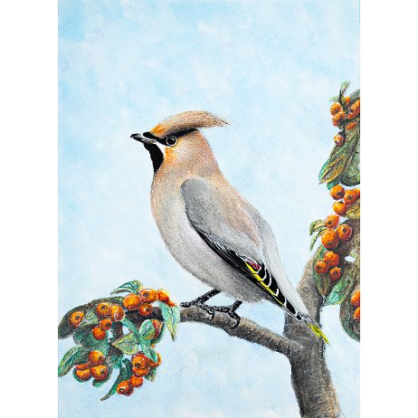 Pestvogel (Bombycilla garrulus) Bohemian waxwing jAlbum Art Pestvogel (Bombycilla garrulus) Bohemian waxwing