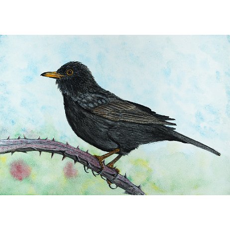 Merel (Turdus merula) ♂ 1e jaars Common Blackbird jAlbum Art Merel (Turdus merula) ♂ 1e jaars Common Blackbird