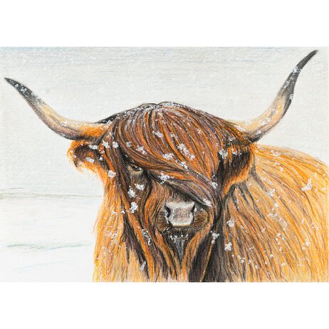 20250125 - Schotse hooglander of Highland Cow - DSC02930 Schotse hooglander of Highland Cow