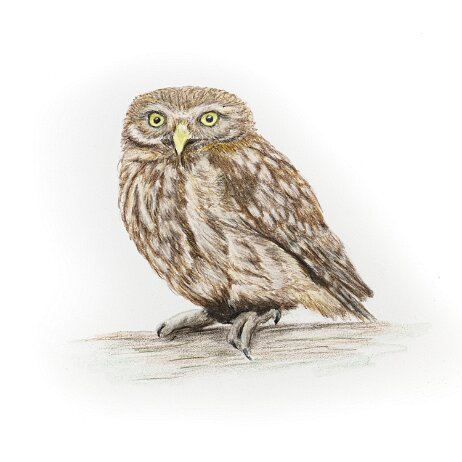 20250524 - Steenuil (Athene noctua) Little owl - DSC04342-2 Steenuil (Athene noctua) Little owl