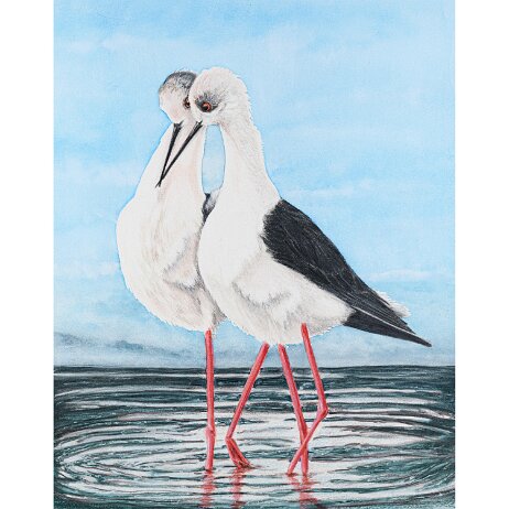 20250608 - Steltkluut (Himantopus himantopus) - DSC05117 null