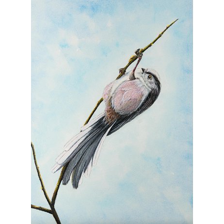 Staartmees (Aegithalos caudatus) Staartmees (Aegithalos caudatus)
