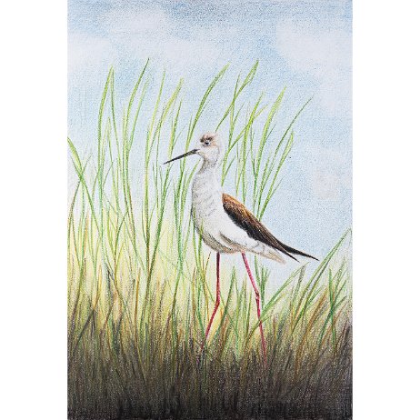 Steltkluut (Himantopus himantopus) Steltkluut (Himantopus himantopus)