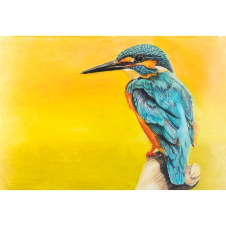 20260101 - IJsvogel (Alcedo atthis) Common kingfisher - DSC00021-Edit-Square null