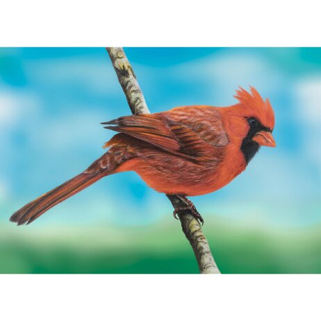 20260110 - Rode kardinaal (Cardinalis cardinalis) Red Cardinal - DSC00145-Edit v4 null