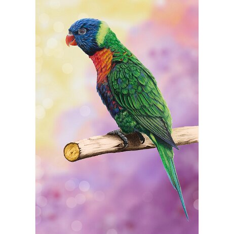 20260201 - Lori van de Blauwe Bergen (Trichoglossus moluccanus) - DSC02086-Edit-2 - BG - Bokeh null