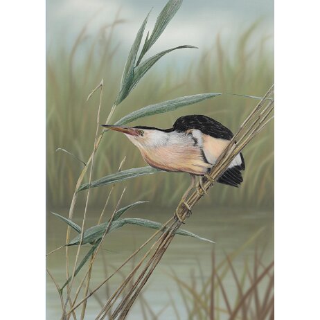 20260221 - Woudaap (Botaurus minutus) ♂ - DSC02132-Edit copy BG1 Final 3 null