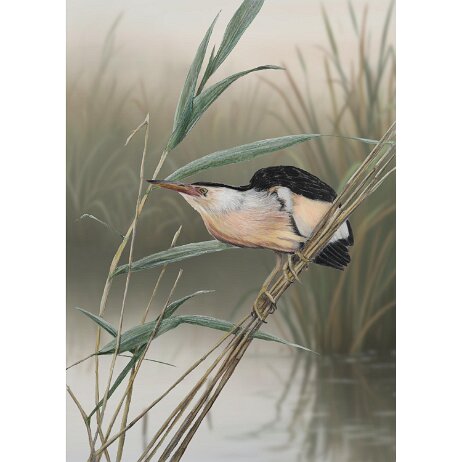 20260221 - Woudaap (Botaurus minutus) ♂ - DSC02132-Edit copy BG2 Final 3 null