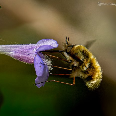 2022-06-24 - Gewone wolzwever (Bombylius major) - 20220507 De Elzen Dordrecht DSC03649-ARW_DxO_DeepPRIME-2-Edit - Instagram Gewone wolzwever (Bombylius major)