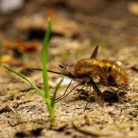 2022-06-24 - Gewone wolzwever (Bombylius major) - Kijfhoek DSC01763 - Instagram Gewone wolzwever (Bombylius major)