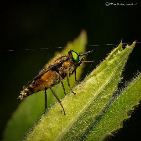 2022-07-04 - Gewone bloemdaas (Philipomyia aprica) - untitled DSC03494-Edit - Instagram Gewone bloemdaas (Philipomyia aprica)