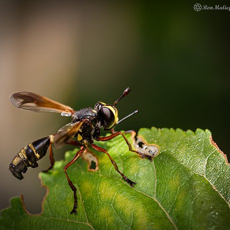 2022-07-13 - Gewoon knuppeltje (Physocephala rufipes) - Waisted Beegrabber - Achtertuin- DSC04672-Edit - Instagram Gewoon knuppeltje (Physocephala rufipes) - Waisted Beegrabber