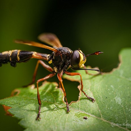 2022-07-13 - Gewoon knuppeltje (Physocephala rufipes) - Waisted Beegrabber - Achtertuin- DSC04681-Edit - Instagram Gewoon knuppeltje (Physocephala rufipes) - Waisted Beegrabber