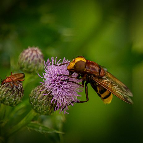 2023-07-07 - Stadsreus (Volucella zonaria) - DSC06786-Edit - Instagram Stadsreus (Volucella zonaria)