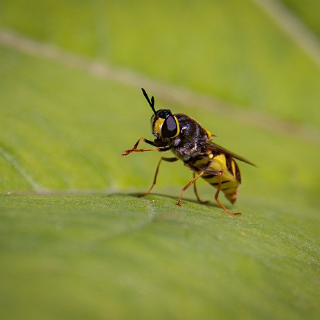 Bronlangsprietwapenvlieg (Stratiomys potamida) DxO_DeepPRIMEXD_DSC07046-ARW_DxO_DeepPRIMEXD-Edit Instagram Art Bronlangsprietwapenvlieg (Stratiomys potamida)