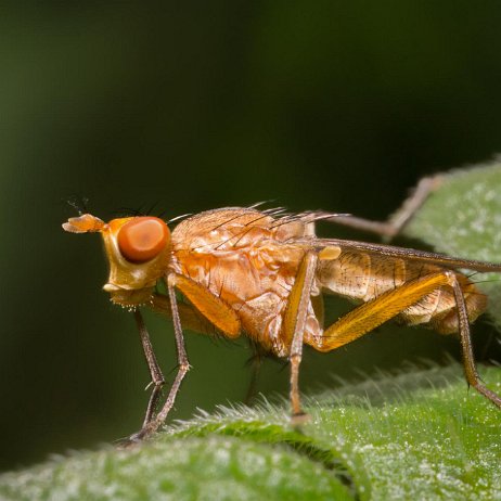 Bruine slakkendodende vlieg (Tetanocera spec.). DSC01253-Edit jAlbum 72dpi 50 perc Bruine slakkendodende vlieg (Tetanocera spec.).