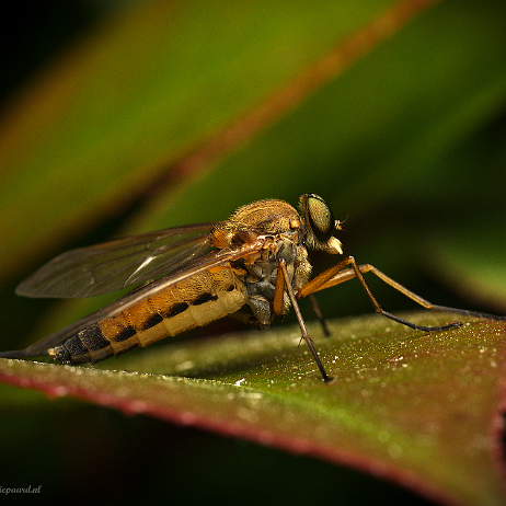 DSC01615- insta - Gele Snipvlieg (Rhagio tringarius) - Watermark Gele Snipvlieg (Rhagio tringarius)