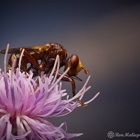 DSC01724 Roestbruine kromlijf (Sicus ferrugineus) Roestbruine kromlijf (Sicus ferrugineus)