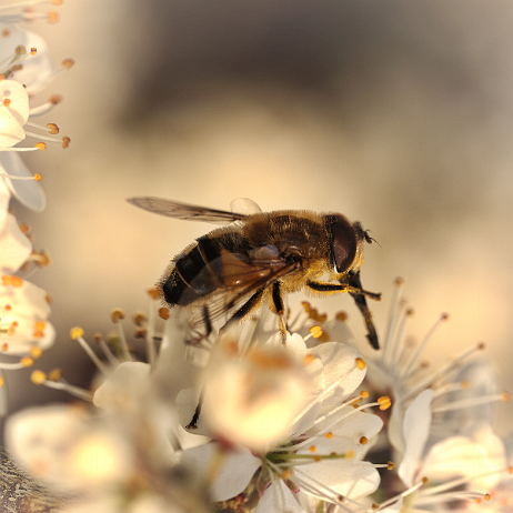 DSC09071- insta - Kegelbijvlieg (Eristalis pertinax) - Watermark_1 Kegelbijvlieg (Eristalis pertinax)