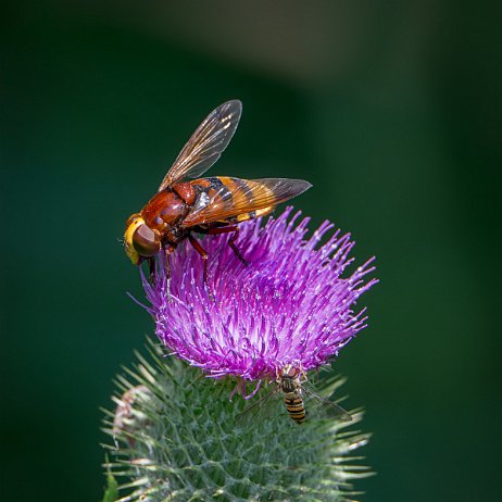 Stadsreus (Volucella zonaria), ook wel hoornaarzweefvlieg 2_DSC06932-ARW_DxO_DeepPRIMEXD-Edit Instagram Art Stadsreus (Volucella zonaria), ook wel hoornaarzweefvlieg