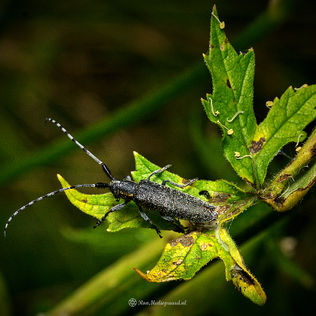 2021-08-27 - DSC03498- insta - Gewone distelboktor, distelbok of distelboktor (Agapanthia villosoviridescens) - Watermark Gewone distelboktor, distelbok of distelboktor (Agapanthia villosoviridescens) (Zomer/najaar)