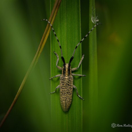 2022-07-17 - Gewone distelboktor, distelbok of distelboktor (Agapanthia villosoviridescens) - De Elzen Dordrecht DSC02443-Enhanced-Edit - Instagram Gewone distelboktor, distelbok of distelboktor (Agapanthia villosoviridescens) (Voorjaar)