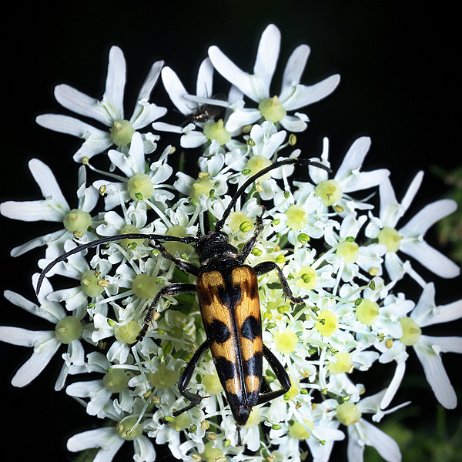 2022-09-17 - DSC02742- insta - Gevlekte smalboktor of vierbandsmalbok (Leptura quadrifasciata) (niet de Geringelde smalbok (Rutpela maculata di eer wel veel op lijkt) - Watermark Gevlekte smalboktor of vierbandsmalbok (Leptura quadrifasciata)