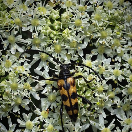 2022-09-17 - DSC02752- insta - Gevlekte smalboktor of vierbandsmalbok (Leptura quadrifasciata) (niet de Geringelde smalbok (Rutpela maculata di eer wel veel op lijkt) - Watermark Gevlekte smalboktor of vierbandsmalbok (Leptura quadrifasciata)