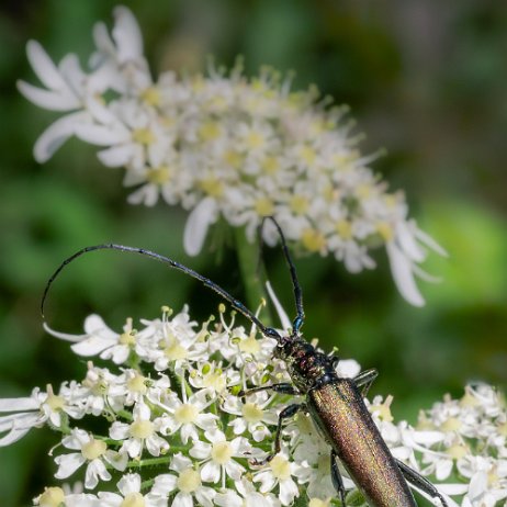 2024-08-24 - Muskusboktor (Aromia moschata), ook wel wilgenboktor en rozenboktor - DSC02633-Edit - Instagram 72dpi 50 perc Muskusboktor (Aromia moschata), ook wel wilgenboktor en rozenboktor