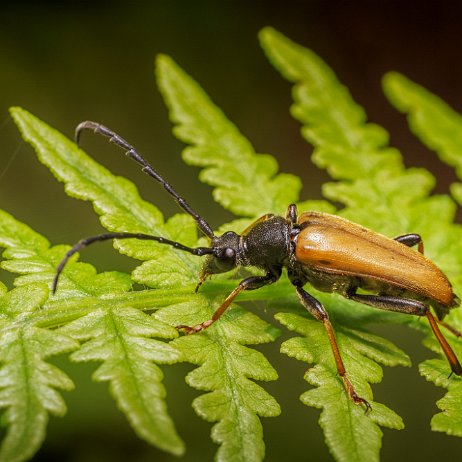 2024-08-29 - Gewone smalboktor of rode smalbok (Stictoleptura rubra) - DSC02663 A6000-Edit - Instagram 72dpi 50 perc Gewone smalboktor of rode smalbok (Stictoleptura rubra)