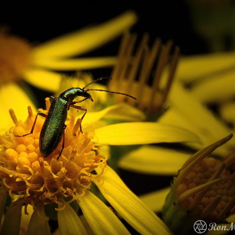 DSC00572-SAI-stabilize Schijnboktor (Chrysanthia geniculata) Mastbos Breda