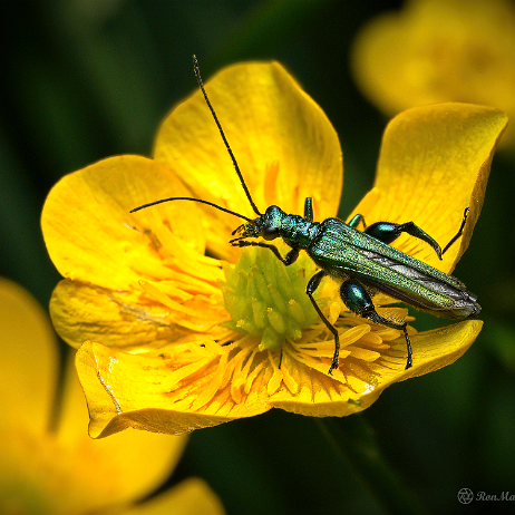 DSC01128- insta - Fraaie schijnboktor of fraaie schijnbok(Oedemera nobilis) - Watermark Fraaie schijnboktor of fraaie schijnbok(Oedemera nobilis)