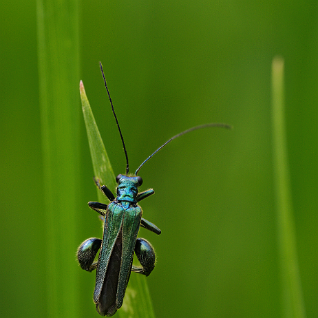 DSC01282-2- insta - Fraaie schijnboktor of fraaie schijnbok(Oedemera nobilis) - Watermark Fraaie schijnboktor of fraaie schijnbok(Oedemera nobilis)