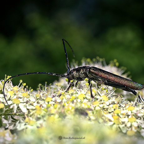 DSC02662- insta - Muskusboktor (Aromia moschata), ook wel wilgenboktor en rozenboktor - Watermark_1 Muskusboktor (Aromia moschata), ook wel wilgenboktor en rozenboktor